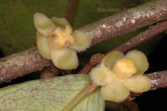 Drypetes oblongifolia